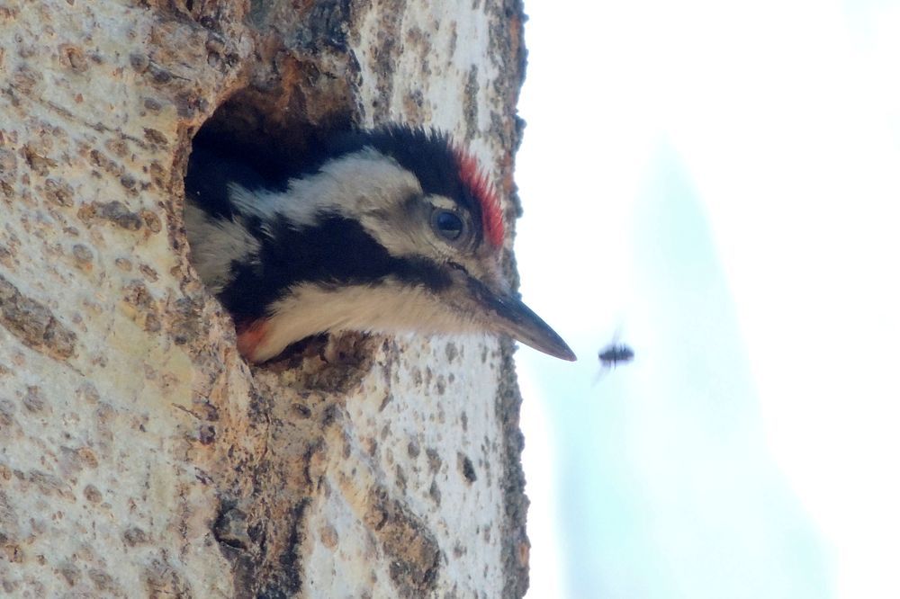 Любопытство