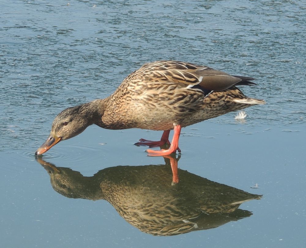Гляжусь в тебя, как в зеркало