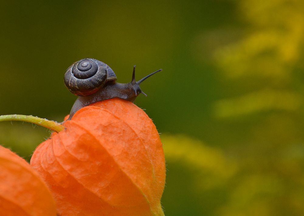 Гармония миров.