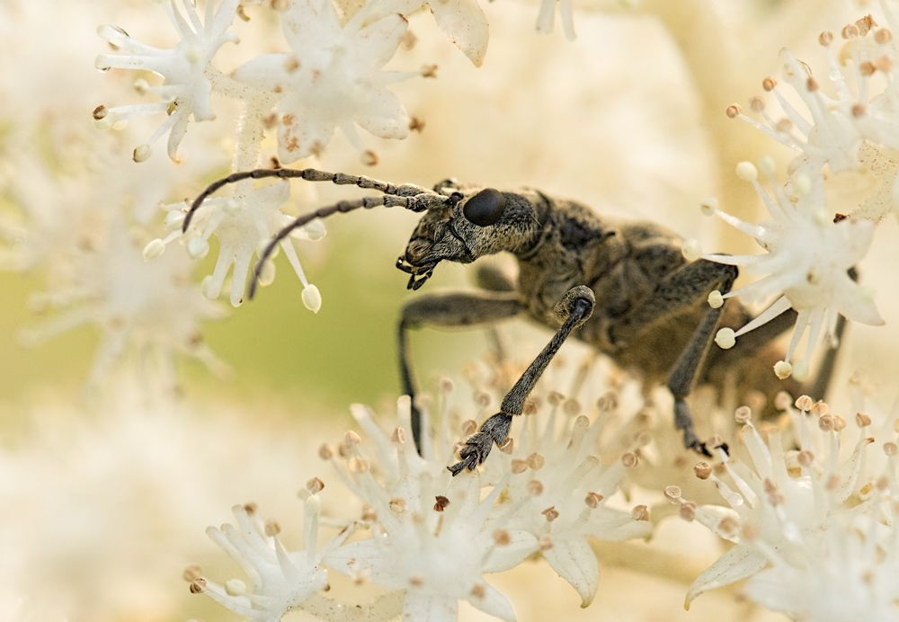Всякий тянется к красоте.....