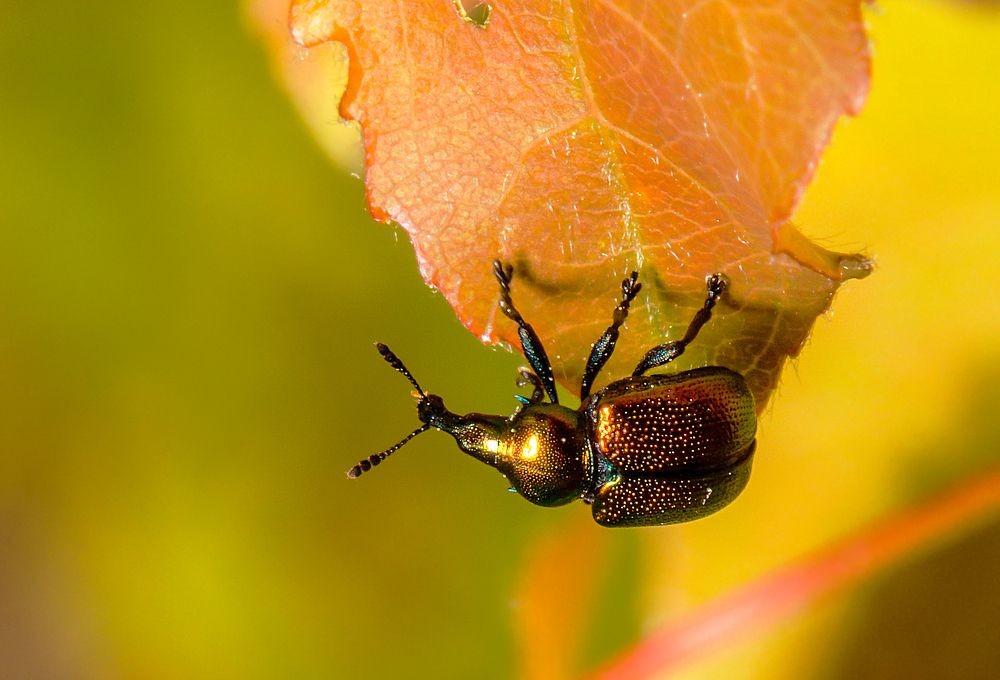 в осенних  тонах
