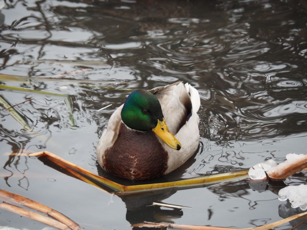 Зимнее плавание.