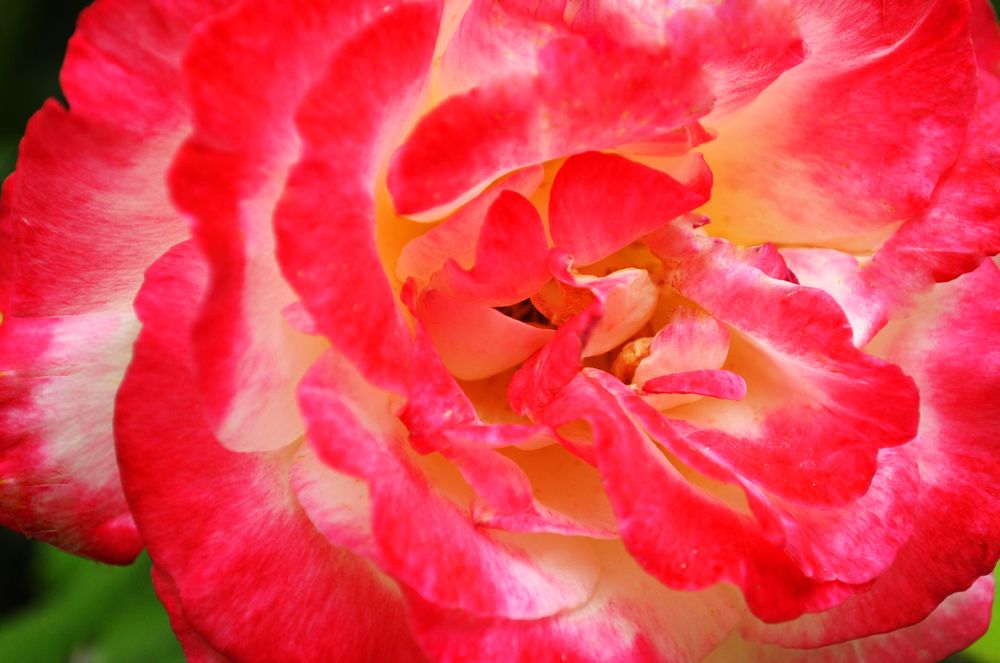 leaves of beautiful rose