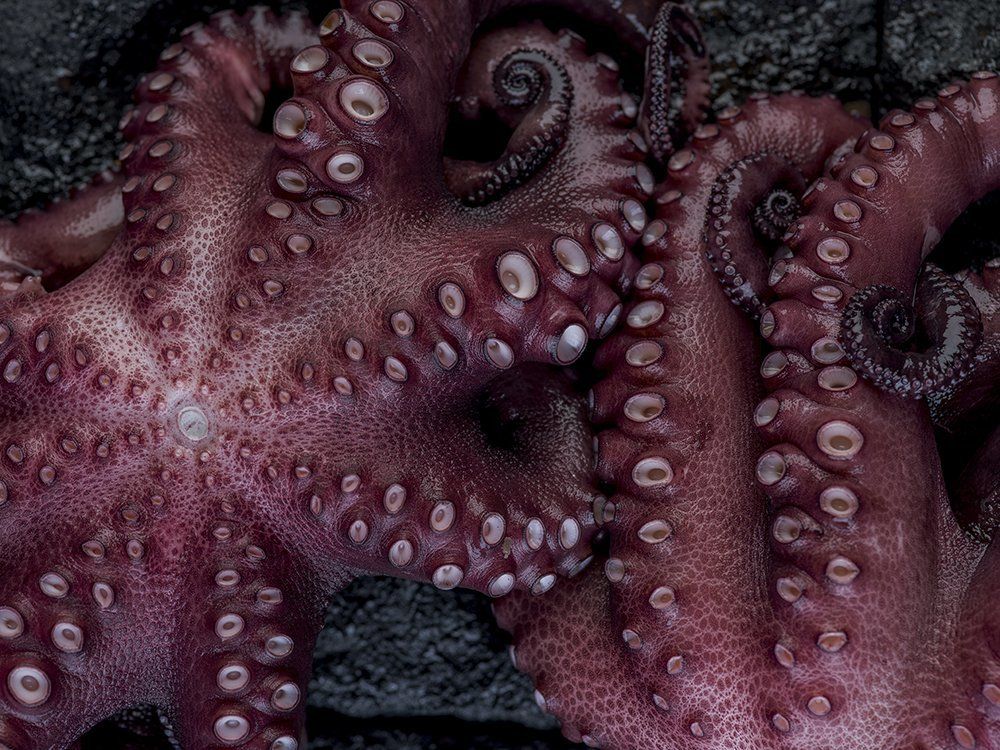 detalle de pulpo