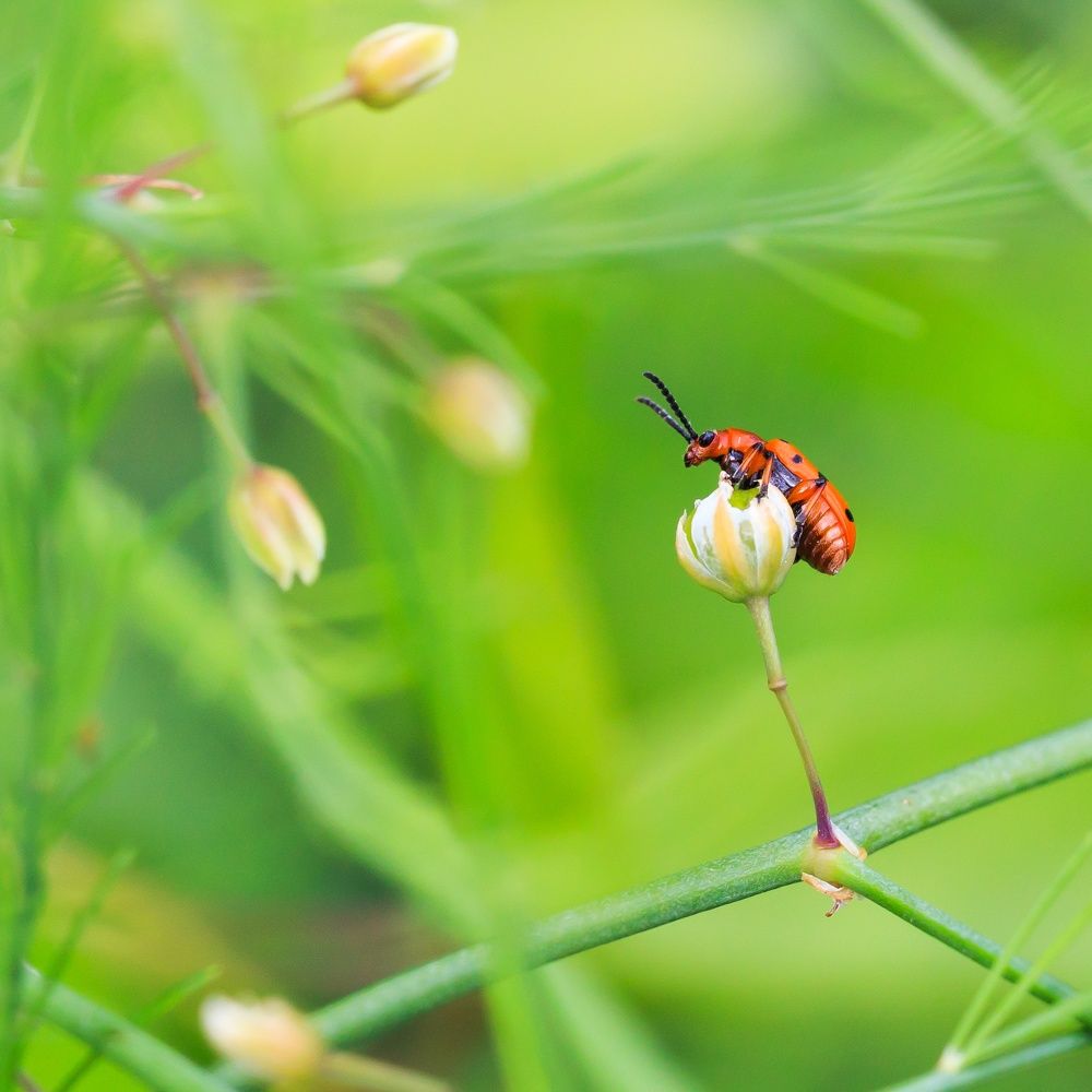Житель макромира