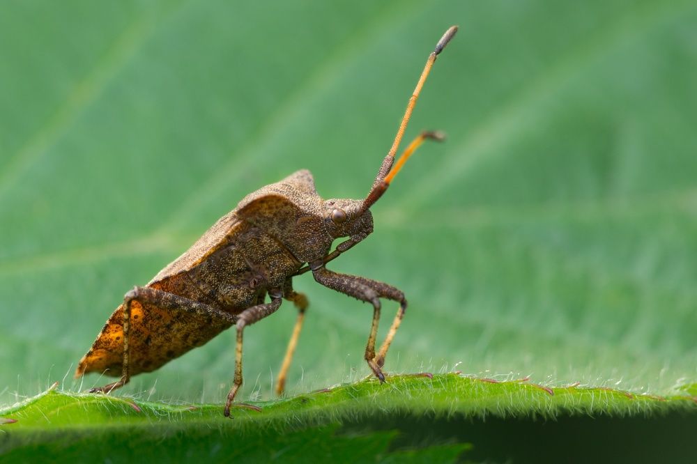 Древесный жук