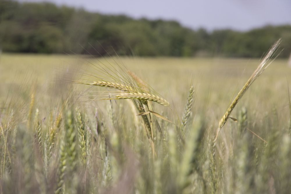 Зреют колосья