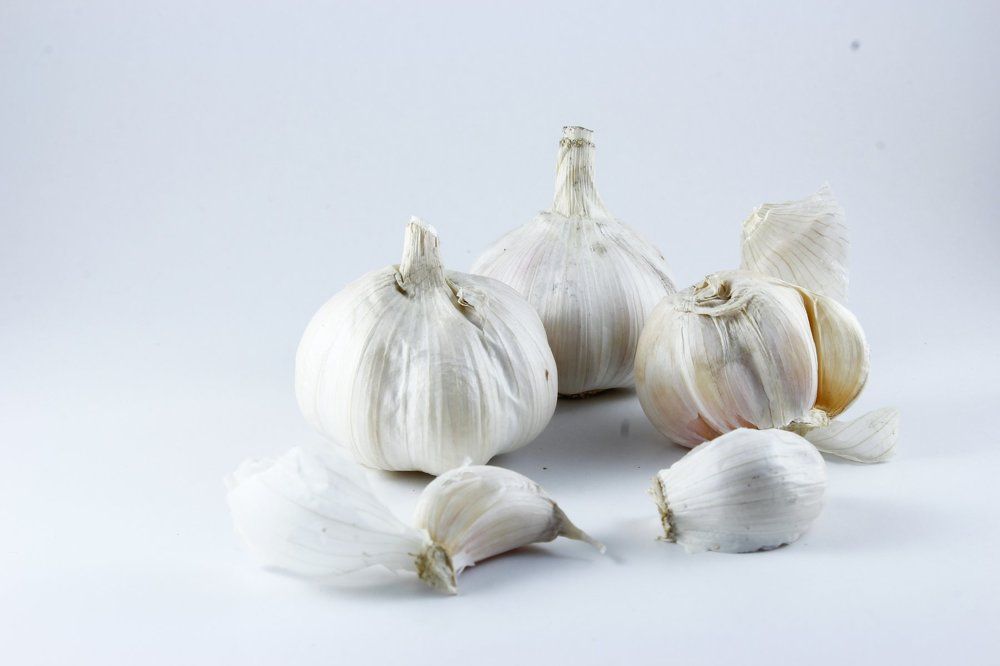 Garlic