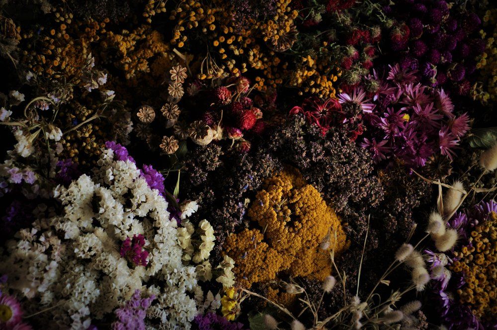 Morte nature