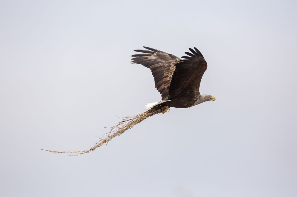 "Павлиний" орлан