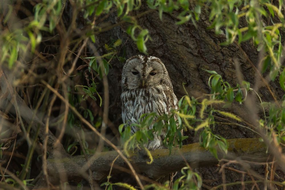 Серая неясыть (Strix aluco)