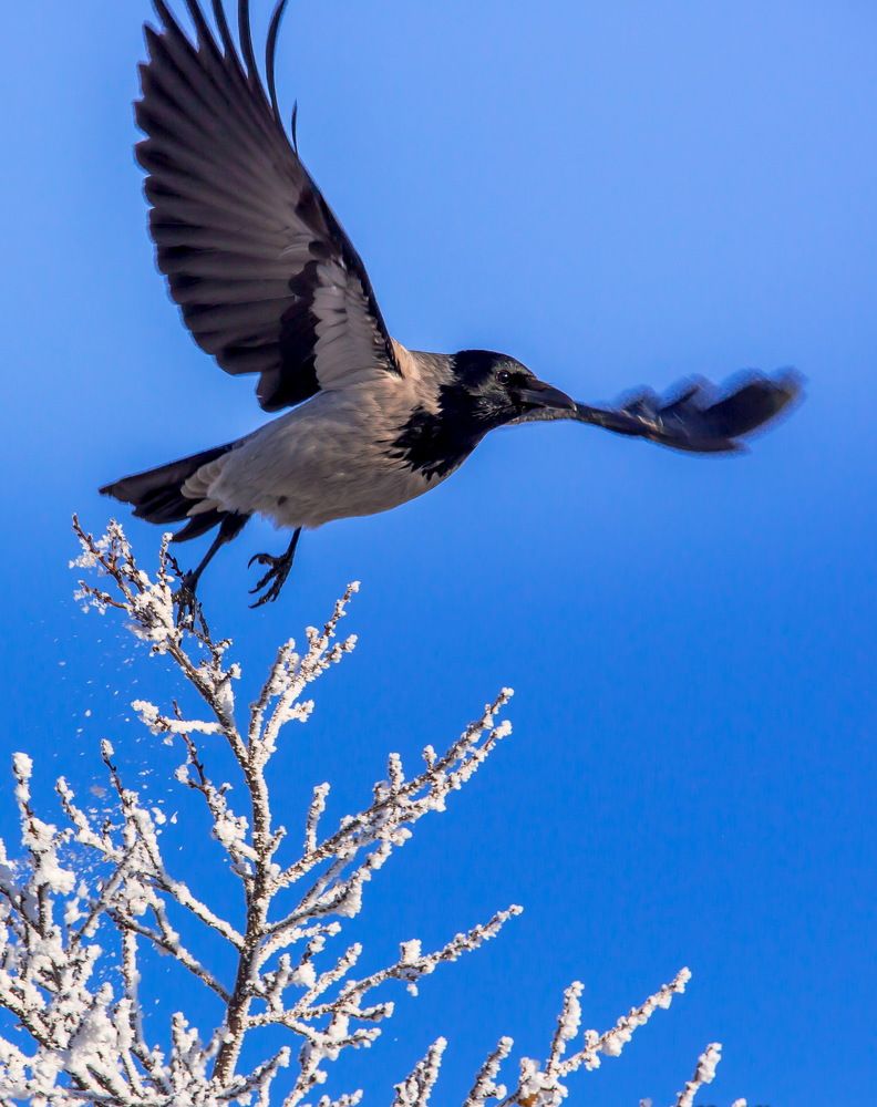 И ворона может быть королевой...