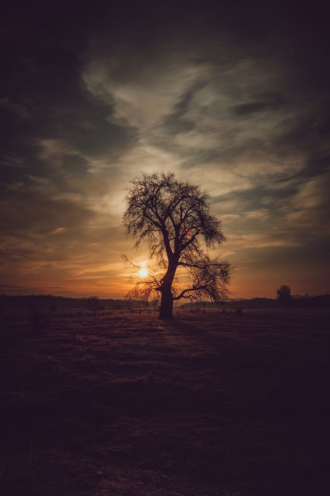 Old tree in sunrise light