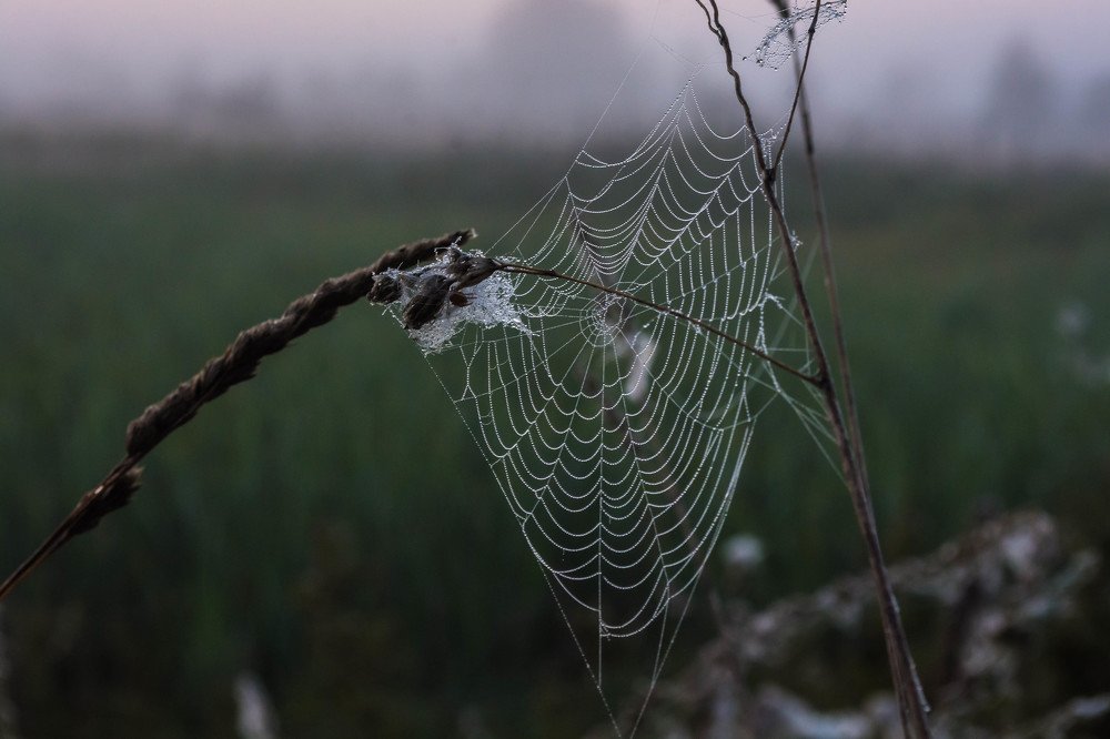 утренний туман