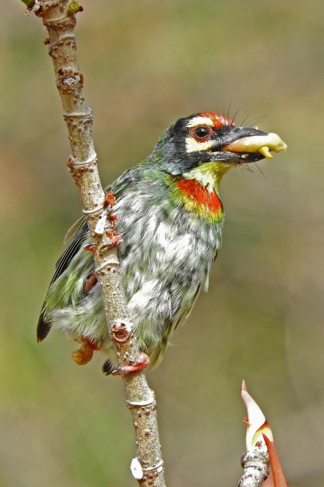 Eating & Pooping in one frame... surprising is'int it....
