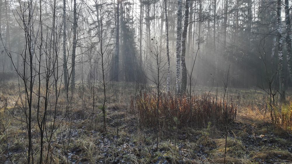 осенние туманы