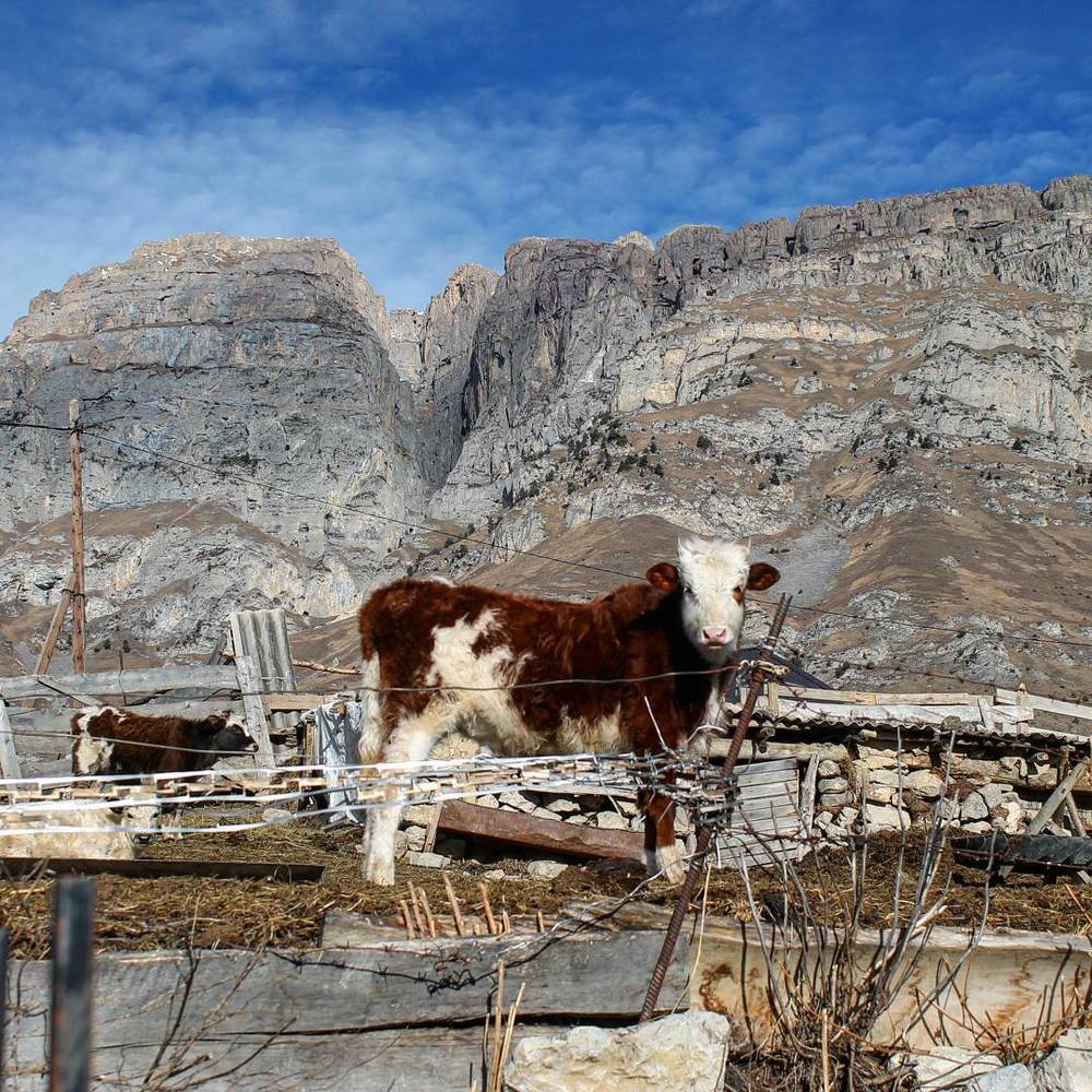 В Ингушетии.