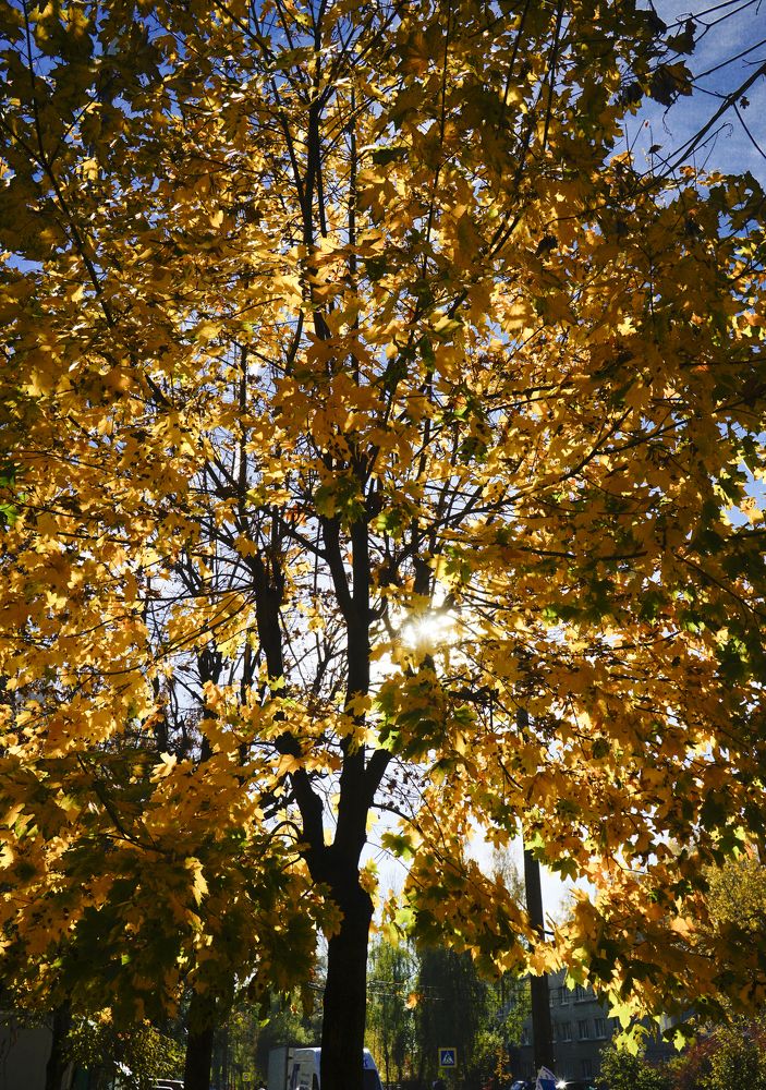 золото осени