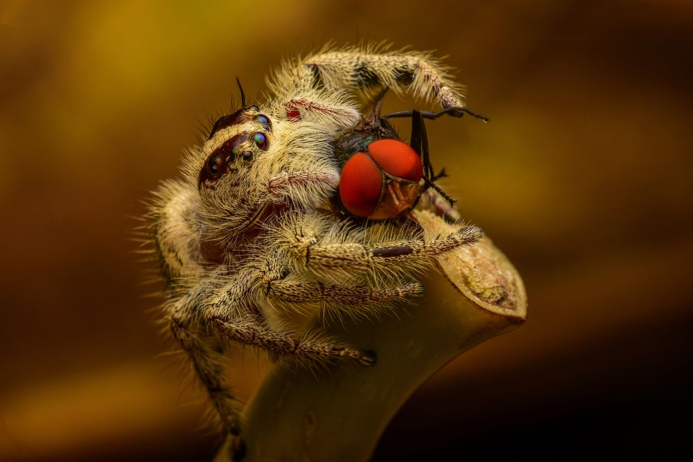 Eat fly (jumping spider)