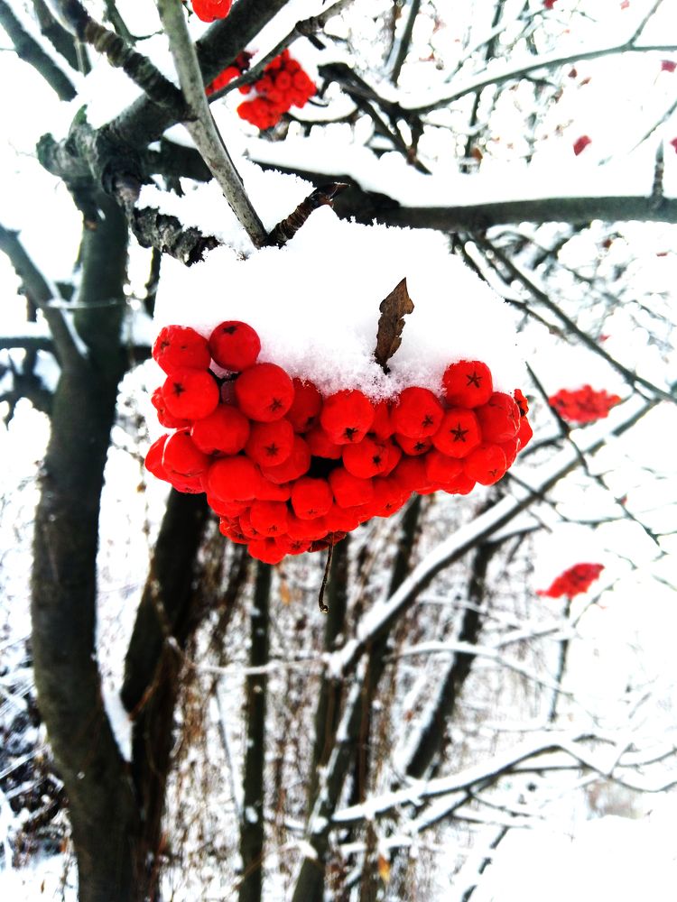 Зимняя красота