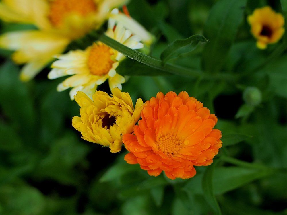 Яркая Календула