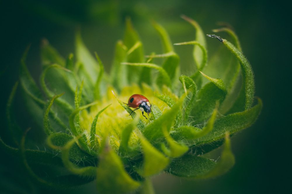 ladybug