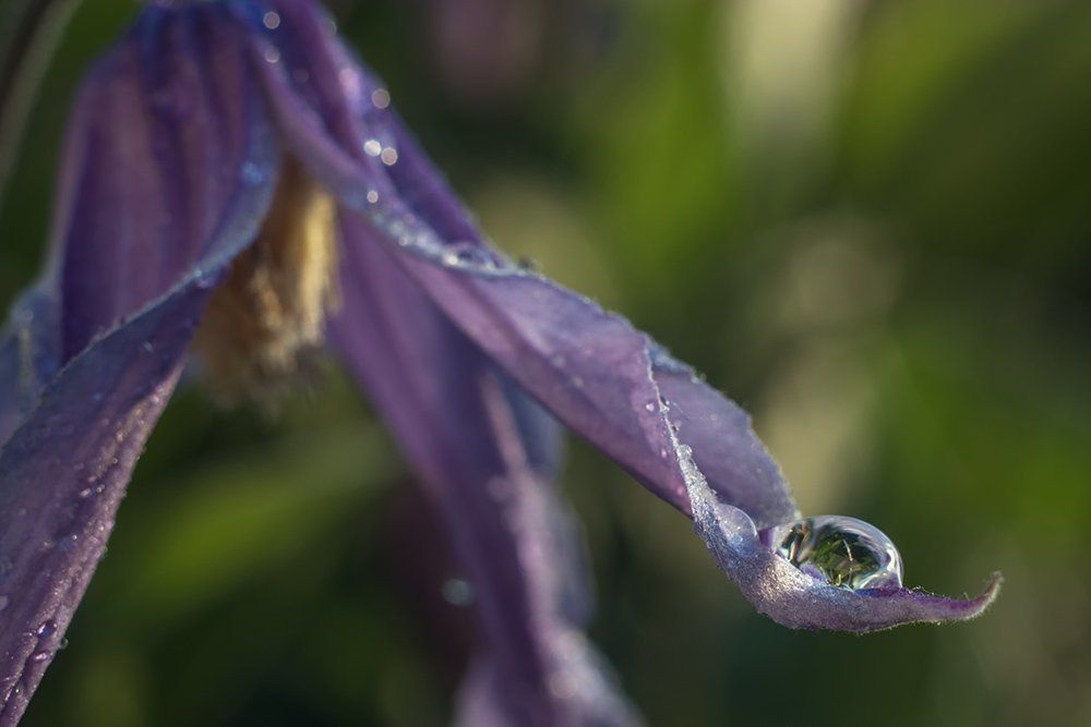 Весь мир в одной капле