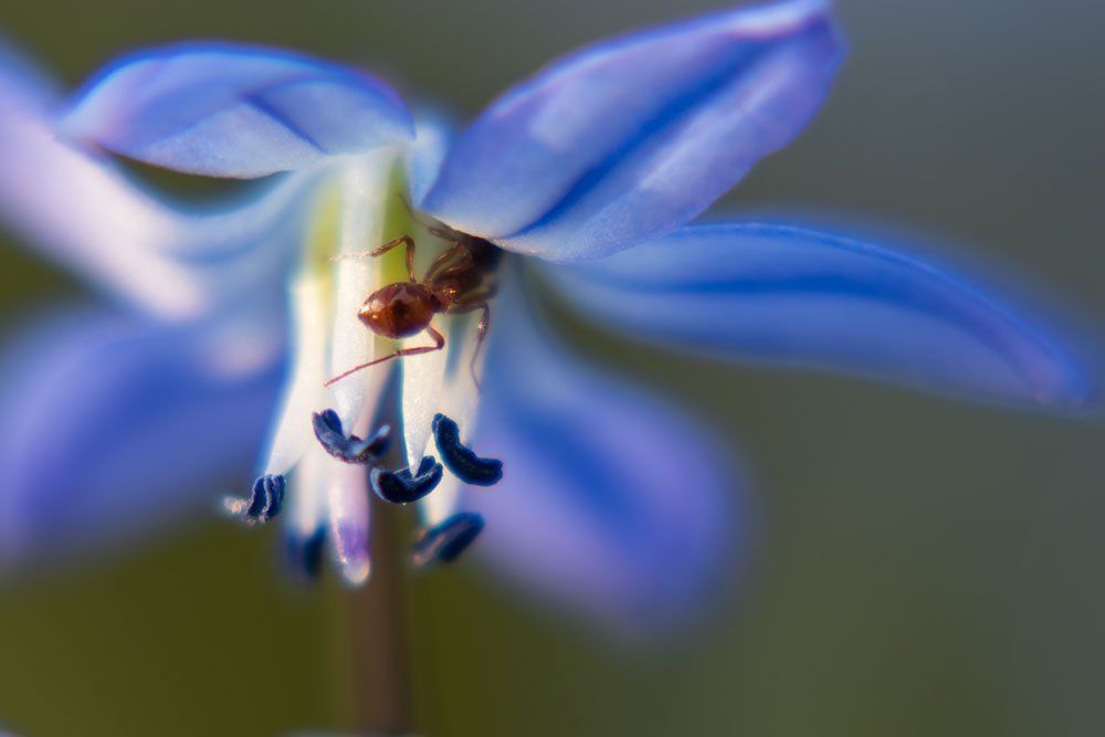 Синие пролески