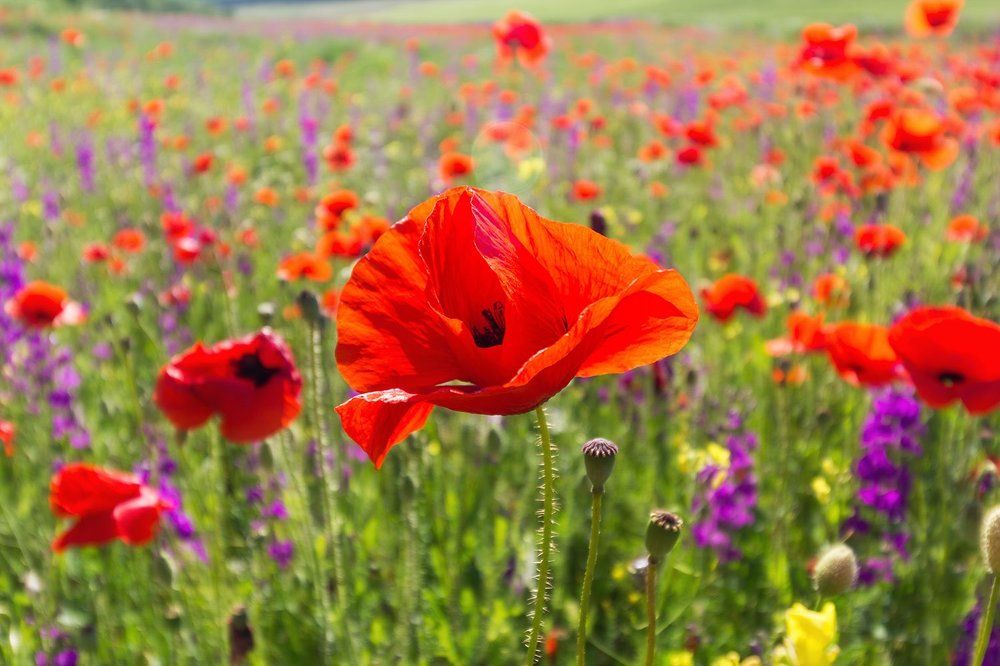 Натюрморт самой природы