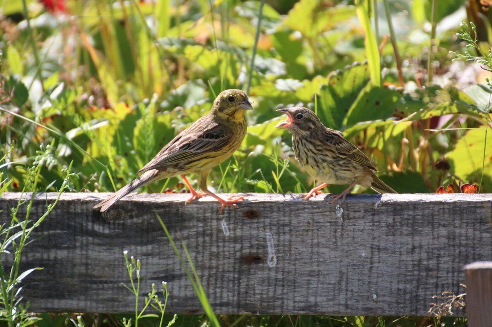 Из жизни овсянок