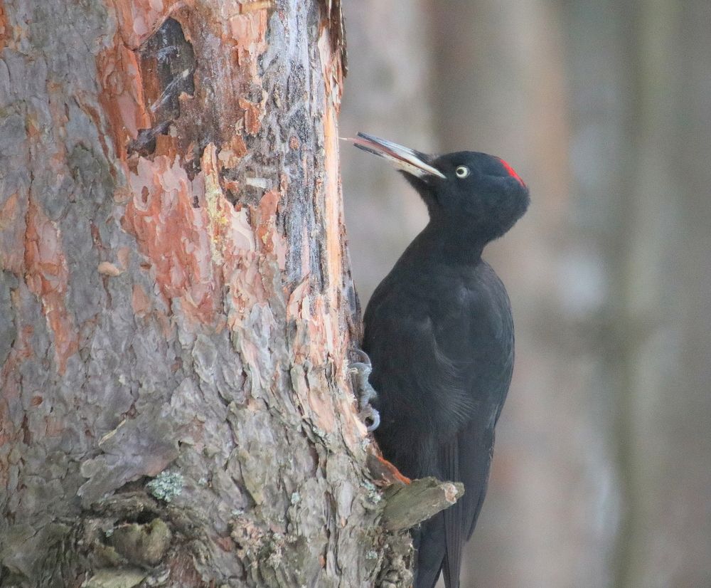 Желна за едой