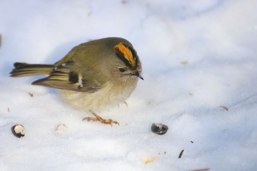 И что тут есть?