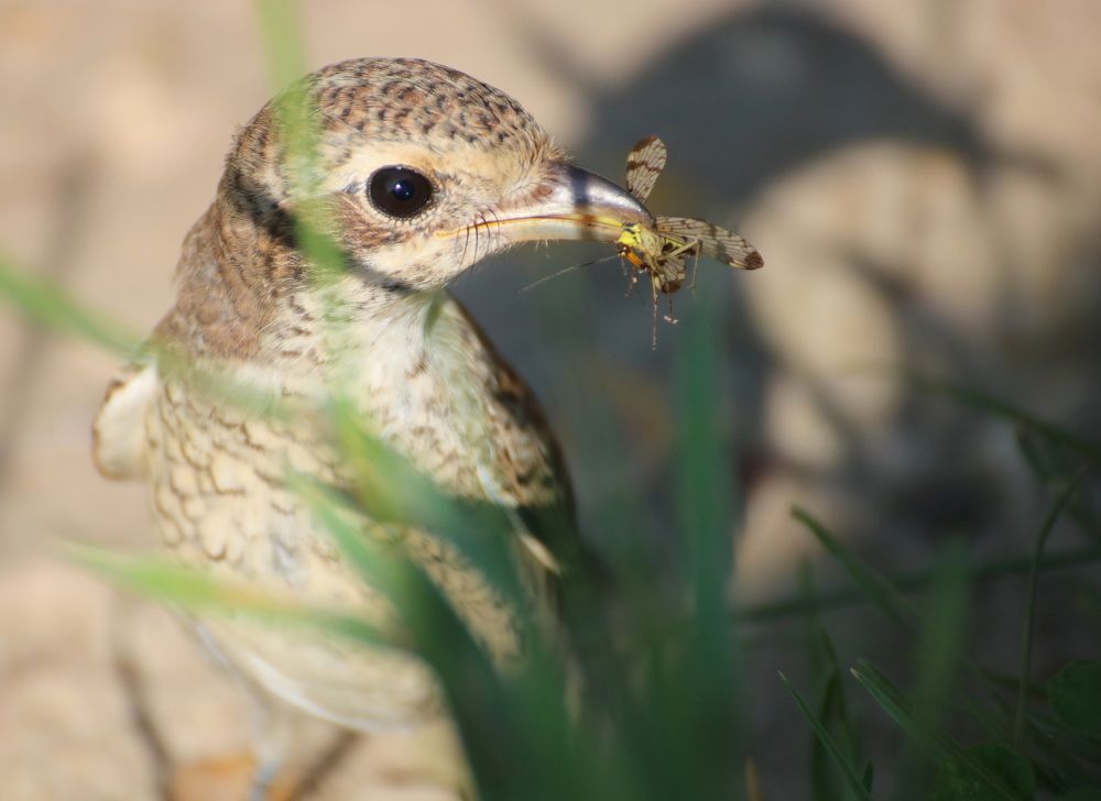 С добычей сорокопутенок