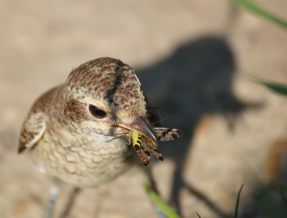 Сорокопутенок