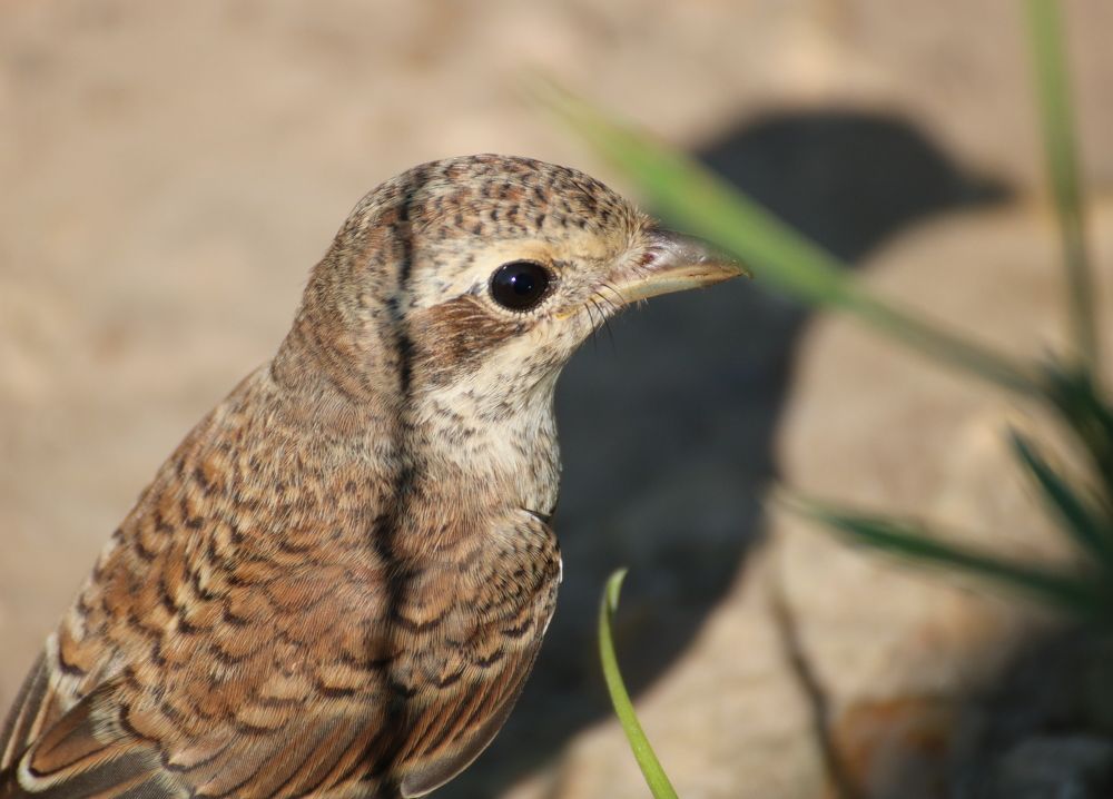 Славно перекусил