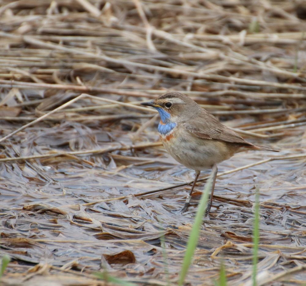 Залетный красавец