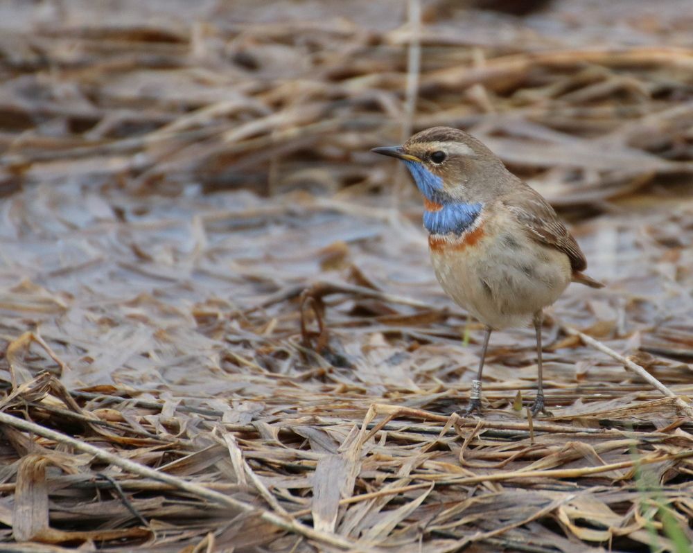 Ранней весной