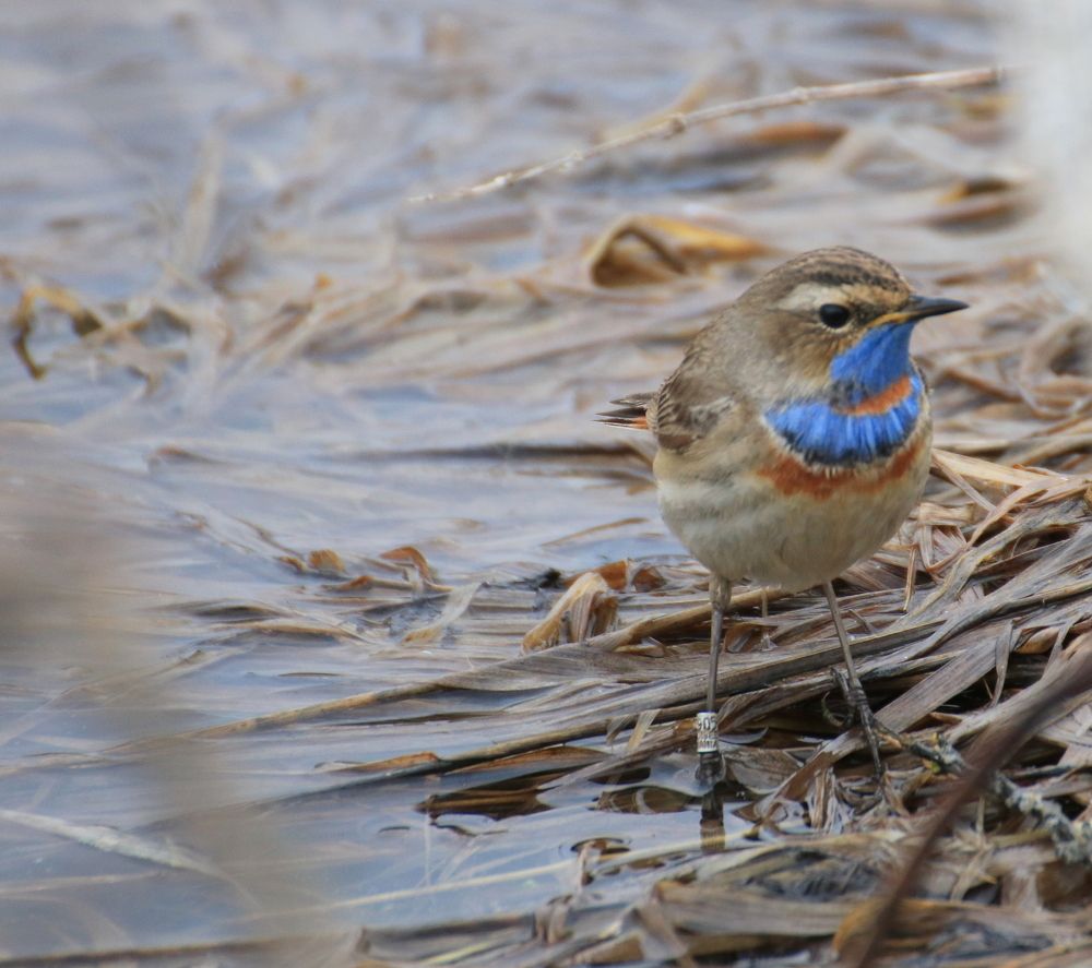 Варакушка с немецким кольцом