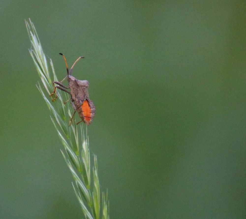 Всего лишь клопик