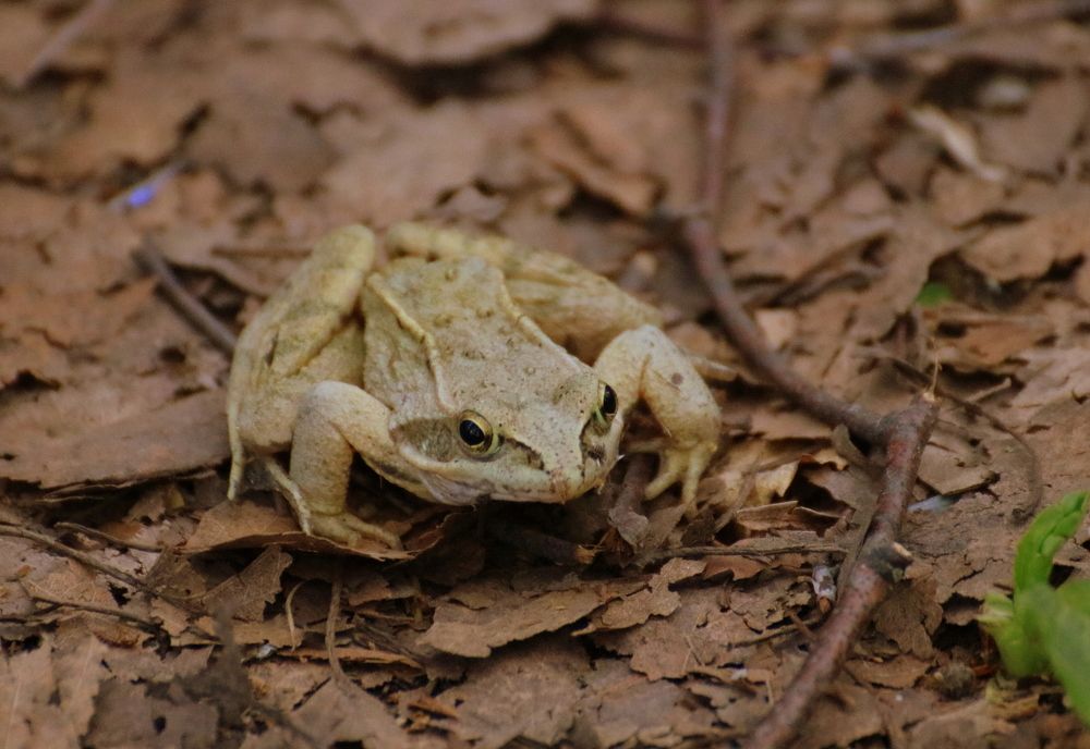 Это я сегодня серо-зеленая, а так я белая и пушистая