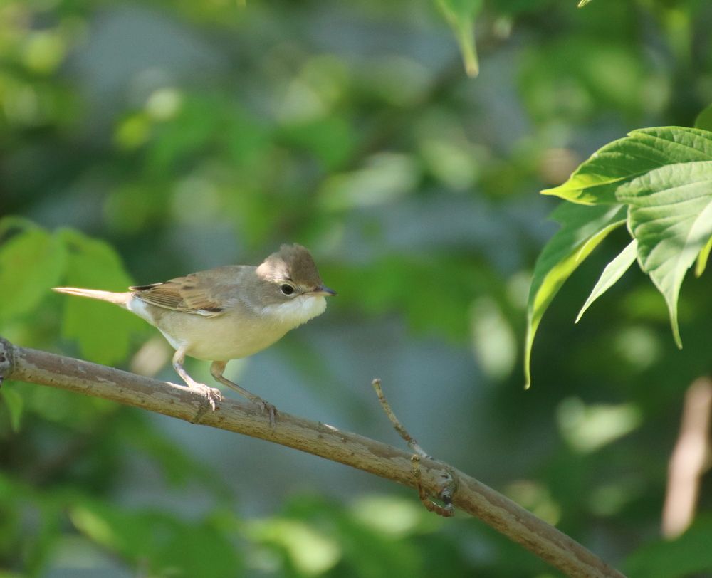 Серая славка