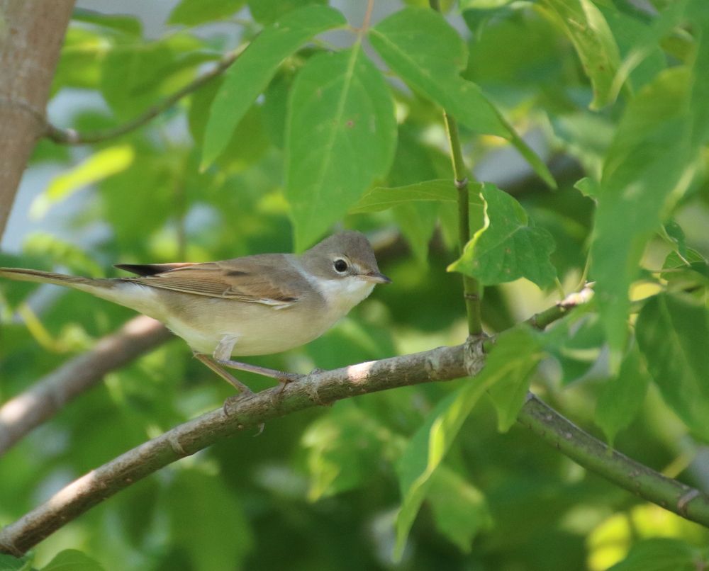 В поисках пищи