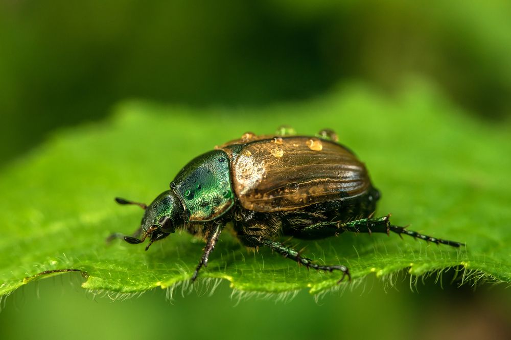 Beetle