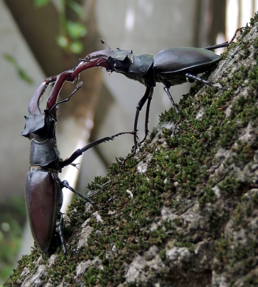 Гладиаторы