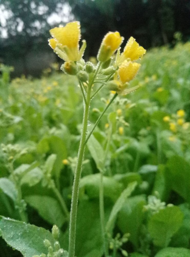 Mustard