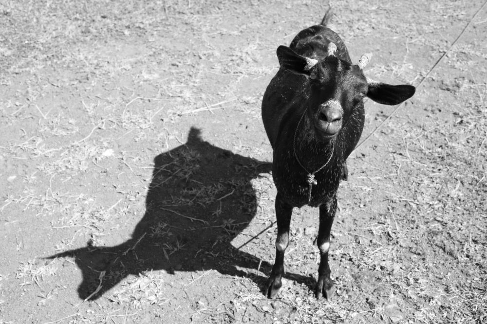 the shadow of the scapegoat smiled