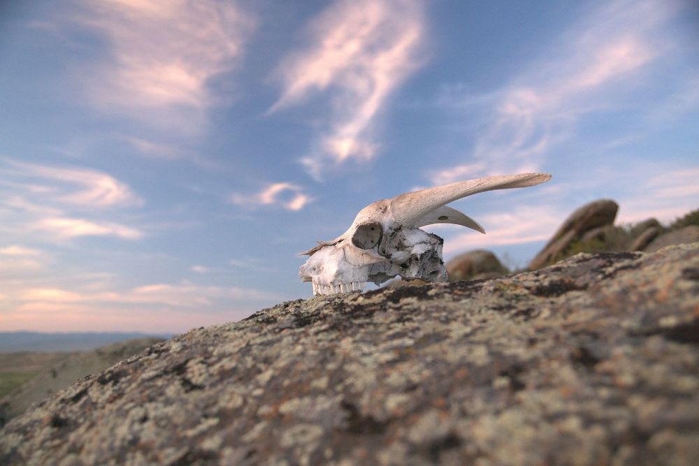 бывший козлик