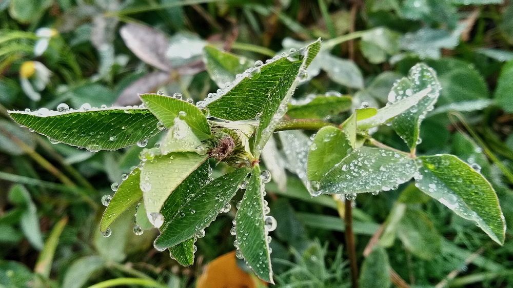 Травы в росе