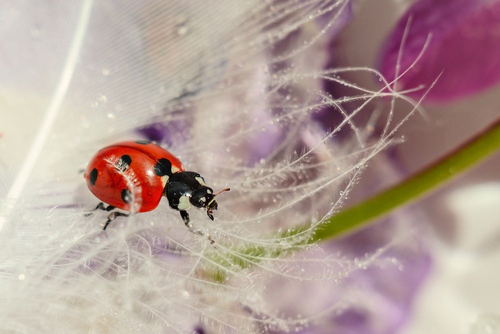 Photograph by Аксана Чалова