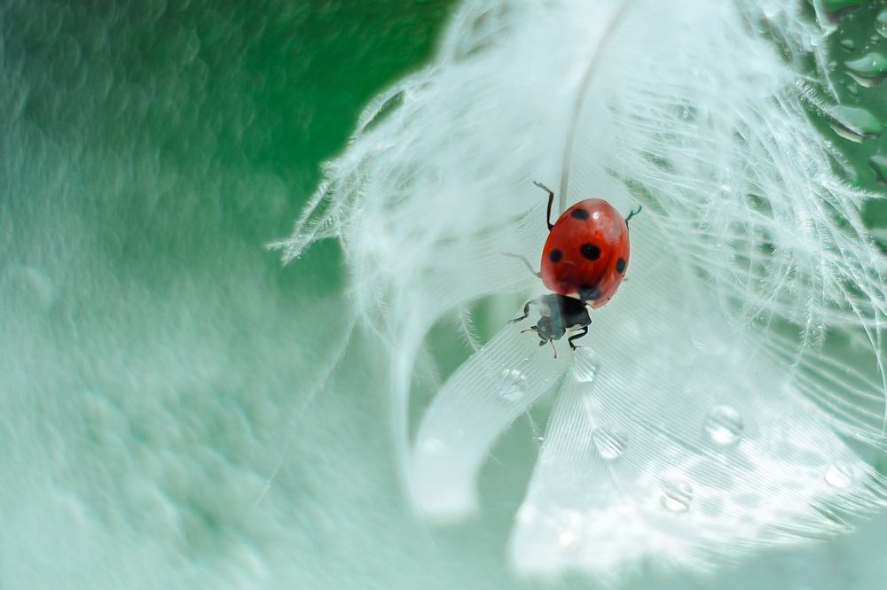 Photograph by Аксана Чалова